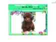Price: $1150
VaPup 04602 is a male. He is 3 lbs & Mom is 8 lbs & Dad is 3 lbs Any questions please call or email us. Visit us online at to see more cute puppies http://vanitypups.com Also click onto this link to see more cute pups http://vanitypups.com