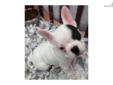 Price: $2500
VaPup 0435 is a male. He is 5 lbs & Mom is 23 lbs & Dad is 22 lbs Any questions please call or email us. Visit us online at to see more cute puppies http://vanitypups.com Also click onto this link to see more cute pups http://vanitypups.com