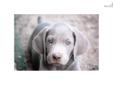 Price: $950
This advertiser is not a subscribing member and asks that you upgrade to view the complete puppy profile for this Weimaraner, and to view contact information for the advertiser. Upgrade today to receive unlimited access to NextDayPets.com.