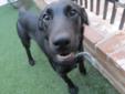 Price: $100
Velma is a black lab! Very sweet and playful! She is CKC registered, up to date on her vaccinations, microchipped and checked by our doctors! If you are interested in her give us a call or stop in to spend time with her! We also offer