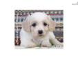 Price: $550
Vera is a female Cavachon mixed breed puppy.
Source: http://www.nextdaypets.com/directory/dogs/7beed273-f811.aspx