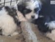 Price: $400
This advertiser is not a subscribing member and asks that you upgrade to view the complete puppy profile for this Shih Tzu, and to view contact information for the advertiser. Upgrade today to receive unlimited access to NextDayPets.com. Your