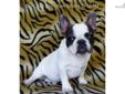 Price: $10000
This boy is very small only 7.14 pounds at 25 weeks old, he should not get over 13 pounds full grown so would say he is very mini. He has the ability to produce the most rare of all the French Bulldog colors which is Lilac. The only way you