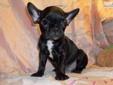 Price: $1500
Very Small Female French Bulldog Puppy. Echo is black brindle and she was born on 05-27-2013. At 8 weeks old she weighed 2 pounds 2 ounces. Mom and dad are both dark brindle. Her ears are standing. Echo is CKC registered and is utd on shots