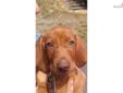 Price: $950
This advertiser is not a subscribing member and asks that you upgrade to view the complete puppy profile for this Vizsla, and to view contact information for the advertiser. Upgrade today to receive unlimited access to NextDayPets.com. Your