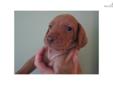 Price: $650
This advertiser is not a subscribing member and asks that you upgrade to view the complete puppy profile for this Vizsla, and to view contact information for the advertiser. Upgrade today to receive unlimited access to NextDayPets.com. Your