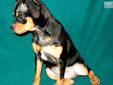 Price: $550
Super nice black/tan male Carlin Pinscher pup. This beautiful boy is ready for his forever home. He is vet checked and current on vaccinations. Votto has a wonderful personality and striking looks with his clear markings and great expression.
