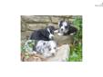 Price: $700
This advertiser is not a subscribing member and asks that you upgrade to view the complete puppy profile for this Welsh Corgi, Cardigan, and to view contact information for the advertiser. Upgrade today to receive unlimited access to