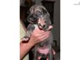 Price: $1250
This advertiser is not a subscribing member and asks that you upgrade to view the complete puppy profile for this Irish Wolfhound, and to view contact information for the advertiser. Upgrade today to receive unlimited access to