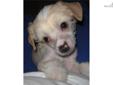 Price: $1000
This advertiser is not a subscribing member and asks that you upgrade to view the complete puppy profile for this Chinese Crested, and to view contact information for the advertiser. Upgrade today to receive unlimited access to