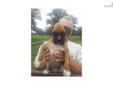 Price: $450
This advertiser is not a subscribing member and asks that you upgrade to view the complete puppy profile for this Boxer, and to view contact information for the advertiser. Upgrade today to receive unlimited access to NextDayPets.com. Your