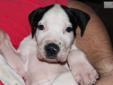 Price: $800
This beautiful female mantle is show marked and is full of spunk! She is a take charge girl who is looking for a forever home. She comes from an AKC litter of three fat healthy puppies (the other 2 are also available) born 4-22-2013 to Jackson
