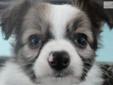 Price: $600
This advertiser is not a subscribing member and asks that you upgrade to view the complete puppy profile for this Papillon, and to view contact information for the advertiser. Upgrade today to receive unlimited access to NextDayPets.com. Your