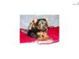 Price: $800
This advertiser is not a subscribing member and asks that you upgrade to view the complete puppy profile for this Yorkshire Terrier - Yorkie, and to view contact information for the advertiser. Upgrade today to receive unlimited access to