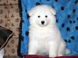 Price: $1050
This gorgeous Samoyed puppy will melt your heart! He is AKC registered, vet checked, vaccinated and wormed. This puppy comes with a 1 year genetic health guarantee & a 2 year hip guarantee. He is a lovable puppy who will make a great