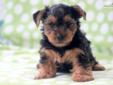 Price: $750
This little Yorkie puppy is vet checked, vaccinated, wormed and comes with a 1 year genetic health guarantee. He is a little on the shy side, but warms up quickly! Please contact us for more information or check out our website at