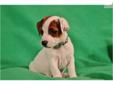 Price: $400
Walnut Grove Farm NATURAL BOBTAIL JACK RUSSELL PLEASE EMAIL FOR INFORMATION ON PUPPIES 423-385-4040 Cell Phone Located in Dayton Tennessee We have raised dogs for 40 years Let this puppy be part of your family and best friend to Our puppies