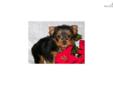 Price: $1050
This advertiser is not a subscribing member and asks that you upgrade to view the complete puppy profile for this Yorkshire Terrier - Yorkie, and to view contact information for the advertiser. Upgrade today to receive unlimited access to