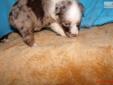 Price: $700
This pup will be approx. 14/15" adult size. Raised in our home with loving care. Call for info: 609-649-9922 or 803-834-8677 www.aussietails.net
Source: http://www.nextdaypets.com/directory/dogs/53d38ea3-6bf1.aspx