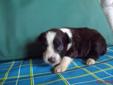 Price: $650
This pup will be approx. 14/15" adult size. Raised in our home with loving care. Very rich mahogany red. Call for info: 609-649-9922 or 803-834-8677 www.aussietails.net
Source: http://www.nextdaypets.com/directory/dogs/e997457e-f501.aspx