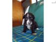 Price: $650
This pup will be approx. 14/15" adult size. Raised in our home with loving care. Very rich mahogany red. Call for info: 609-649-9922 or 803-834-8677 www.aussietails.net
Source: http://www.nextdaypets.com/directory/dogs/4d7e539e-8611.aspx