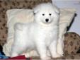 Price: $1100
This gorgeous Samoyed puppy will melt your heart! He is AKC registered, vet checked, vaccinated and wormed. This puppy comes with a 1 year genetic health guarantee & a 2 year hip guarantee. He is a lovable puppy who will make a great