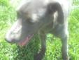 Smokey: Rescued from a shelter by Idaho Weimaraner Rescue where he was picked up as a stray, Smokey arrived in very thin condition looking for a friend. He is approximately 6 months old and appears to be part Weimaraner and possibly a hound mix. He weighs