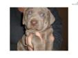 Price: $450
This advertiser is not a subscribing member and asks that you upgrade to view the complete puppy profile for this Weimaraner, and to view contact information for the advertiser. Upgrade today to receive unlimited access to NextDayPets.com.