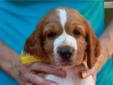 Price: $1500
This advertiser is not a subscribing member and asks that you upgrade to view the complete puppy profile for this Welsh Springer Spaniel, and to view contact information for the advertiser. Upgrade today to receive unlimited access to