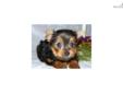 Price: $700
This advertiser is not a subscribing member and asks that you upgrade to view the complete puppy profile for this Yorkshire Terrier - Yorkie, and to view contact information for the advertiser. Upgrade today to receive unlimited access to