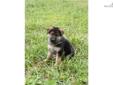 Price: $400
This advertiser is not a subscribing member and asks that you upgrade to view the complete puppy profile for this German Shepherd, and to view contact information for the advertiser. Upgrade today to receive unlimited access to