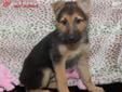Price: $1395
Often used as working dogs, German Shepherds are courageous, keen, alert and fearless. Known also to be cheerful, obedient and eager to learn. They have a high learning ability, making them extremely easy to train. Not to mention this breed