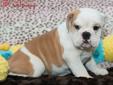 Price: $1995
THIS GORGEOUS ENGLISH BULLDOG HAS TONS OF WRINKLES ROLLS TO GO AROUND! SHE IS ABSOLUTELY MARKED BEAUTIFULLY WITH A PERSONALITY TO MATCH. SHE IS JUST WAITING FOR HIS FOREVER HOME! GENDER : FEMALE BIRTHDAY : 1/26/2013 FATHER'S WEIGHT : 55