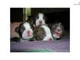 Price: $1100
This advertiser is not a subscribing member and asks that you upgrade to view the complete puppy profile for this Boston Terrier, and to view contact information for the advertiser. Upgrade today to receive unlimited access to