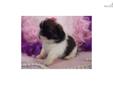 Price: $995
TINY PUPPIES WILL STAY ON THE SMALL SIDE OF THE BREED... GREAT FAMILY DOGS.. MORE INFO CALL ME 561-674-8864
Source: http://www.nextdaypets.com/directory/dogs/c0c58718-1381.aspx