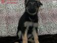 Price: $1495
big boned baby girl. she is gorgeous!! great personalty and eager to learn. she is the perfect german shepard! hurry she is just to darn cute to last gender : female birthday : 2/28/2013 father's weight : 120 mother's weight : 80 weight :