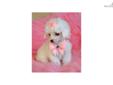 Price: $1295
We specialize in Teacup Purse Puppies, and carry a large variety of designer and pure breed puppies. If you have questions regarding our teacup breeds please contact Alan, 954-288-7080 To view pictures and videos of all of our available
