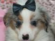 Price: $1595
Australian Shepherds are one easy-going breed. This courageous dog would make a great watchdog for your home, not to mention they are excellent with children as they love to play. The Aussie breed is a very devoted and loyal with all family