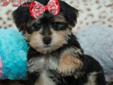 Price: $1395
What is not to love about the Morkie breed? They are so intelligent and make for fantastic pets. The cross between the Yorkie and Maltese makes them one of our most popular designer breeds because of their small and compact size and sweet