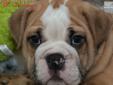 Price: $2195
TONS OF WRINKLES ON THIS BEAUTIFUL AKC REGISTERED BABY GIRL. SHE IS JUST A SWEETHEART. HER PARENTS WERE SMALL AND SHE SHOULD BE AROUND 50 LBS FULL GROWN. SHE HAS CALM AND SWEET PERSONALITY AND SHE IS READY FOR HER NEW HOME!! GENDER : FEMALE
