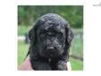 Price: $1200
TOP RATED BREEDER IN THE US! Why a Doodle? -Hypoallergenic -Healthier than "Pure Breds" -Highly Intelligent -Hybrid Vigor -Excellent family temperament -Easily trained Why buy from us? -Strictly dedicated to "Doodles" -Extensive experience