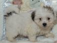 Price: $900
This advertiser is not a subscribing member and asks that you upgrade to view the complete puppy profile for this Shih-Poo - Shihpoo, and to view contact information for the advertiser. Upgrade today to receive unlimited access to