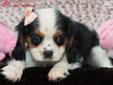 Price: $1595
WHAT A BEAUTY THIS LITTLE TRI COLORED LITTLE GIRL IS! SHE HAS THE PERFECT MARKINGS AND IS JUST A SWEETHEART. CALM ,SWEET AND LOVING PERSONALITY. GENDER : FEMALE BIRTHDAY : 3/8/2013 WEIGHT : 2.6 COLOR : TRI to video a video of this puppy copy