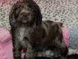 Price: $10950
Bold and keen to work, the Cocker Spaniel makes for a wonderful household pet. Cheerful, gentle and sweet, this breed is intelligent and is respectful of their family members. This breed is trustworthy and charming with an ever-wagging tail!