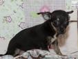 Price: $995
This advertiser is not a subscribing member and asks that you upgrade to view the complete puppy profile for this Chihuahua, and to view contact information for the advertiser. Upgrade today to receive unlimited access to NextDayPets.com. Your