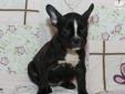 Price: $1995
This advertiser is not a subscribing member and asks that you upgrade to view the complete puppy profile for this French Bulldog, and to view contact information for the advertiser. Upgrade today to receive unlimited access to
