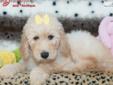 Price: $1695
TAKE ME! TAKE ME!! I AM TRULY ONE OF THE BEST FAMILY DOGS YOU CAN FIND. I AM LOVABLE, WELL-MANNERED, INTELLIGENT PUPPY WITH SUCH A GREAT CHARM! I AM ALWAYS PATIENT AND GENTLE WITH CHILDREN, AND WOULD GIVE ANYTHING TO BECOME APART OF YOUR