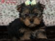 Price: $1695
This is the breed to have! They are animated, peppy and spirited. Extremely loyal, loving and affectionate with their families. This little girl is the whole package playful, lively and rambunctious, she is sure to keep you laughing! Look no