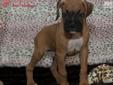 Price: $1395
SUCH A STUD! The Boxer is happy, high-spirited, playful, curious and energetic. This breed is highly intelligent, eager and quick to learn. bonds very closely with the family. Boxers are known for the way they get along so well with children