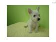 Price: $550
FEMALE WESTIE PUPPIES IN STOCK. $780 FEE. 8-16 WEEKS OLD, READY TO GO. GOT PAPER, SHOTS UTD, DEWORMED. HEALTH GUARANTEE AS WELL. FOR MORE PUPPIES'S INFO, PLEASE VISIT OUR WEBSITE AT WWW.EMPIREPUPPIES.NET OR CALL 718-321-1977. WE ARE LOCATED AT
